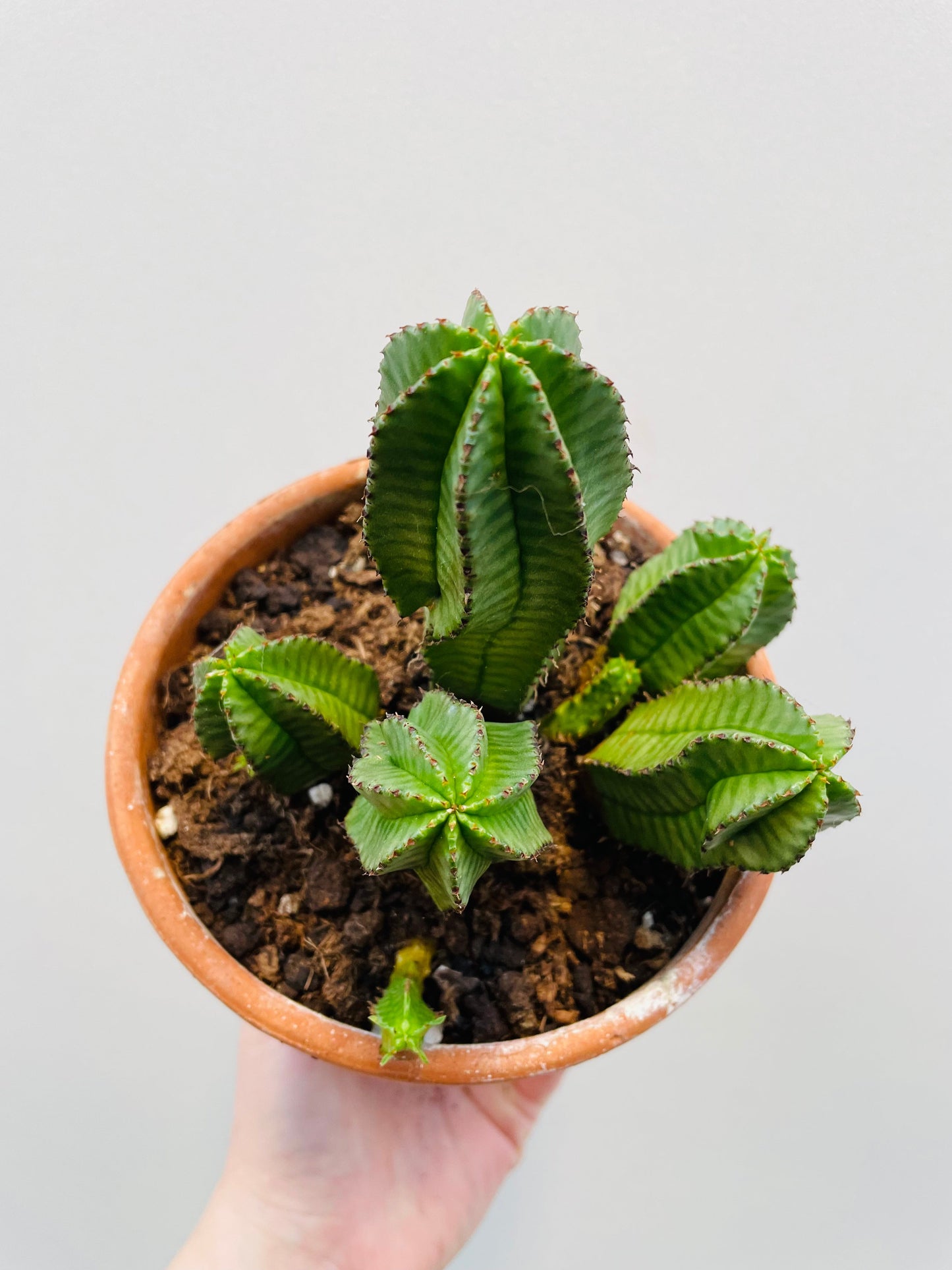 Bilde av Euphorbia anoplia 12 cm terracotta potte-Spanne Plantesalg