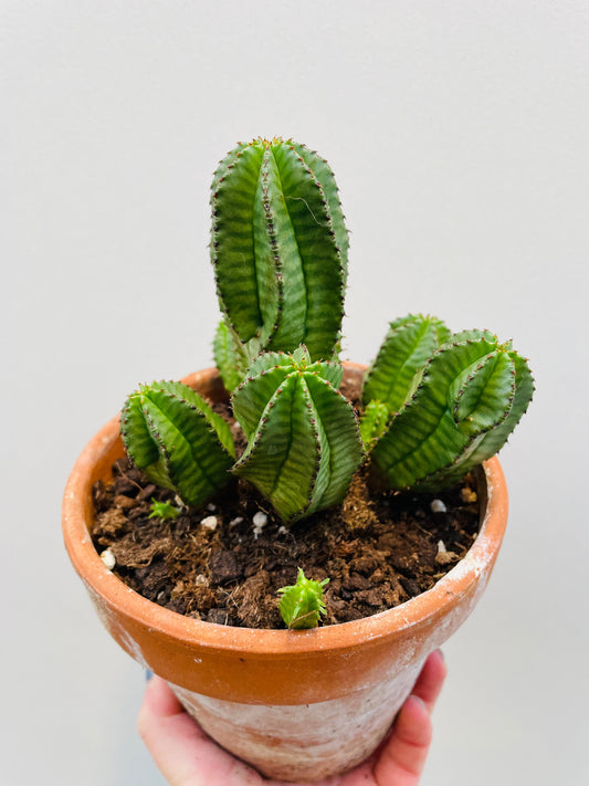 Bilde av Euphorbia anoplia 12 cm terracotta potte-Spanne Plantesalg