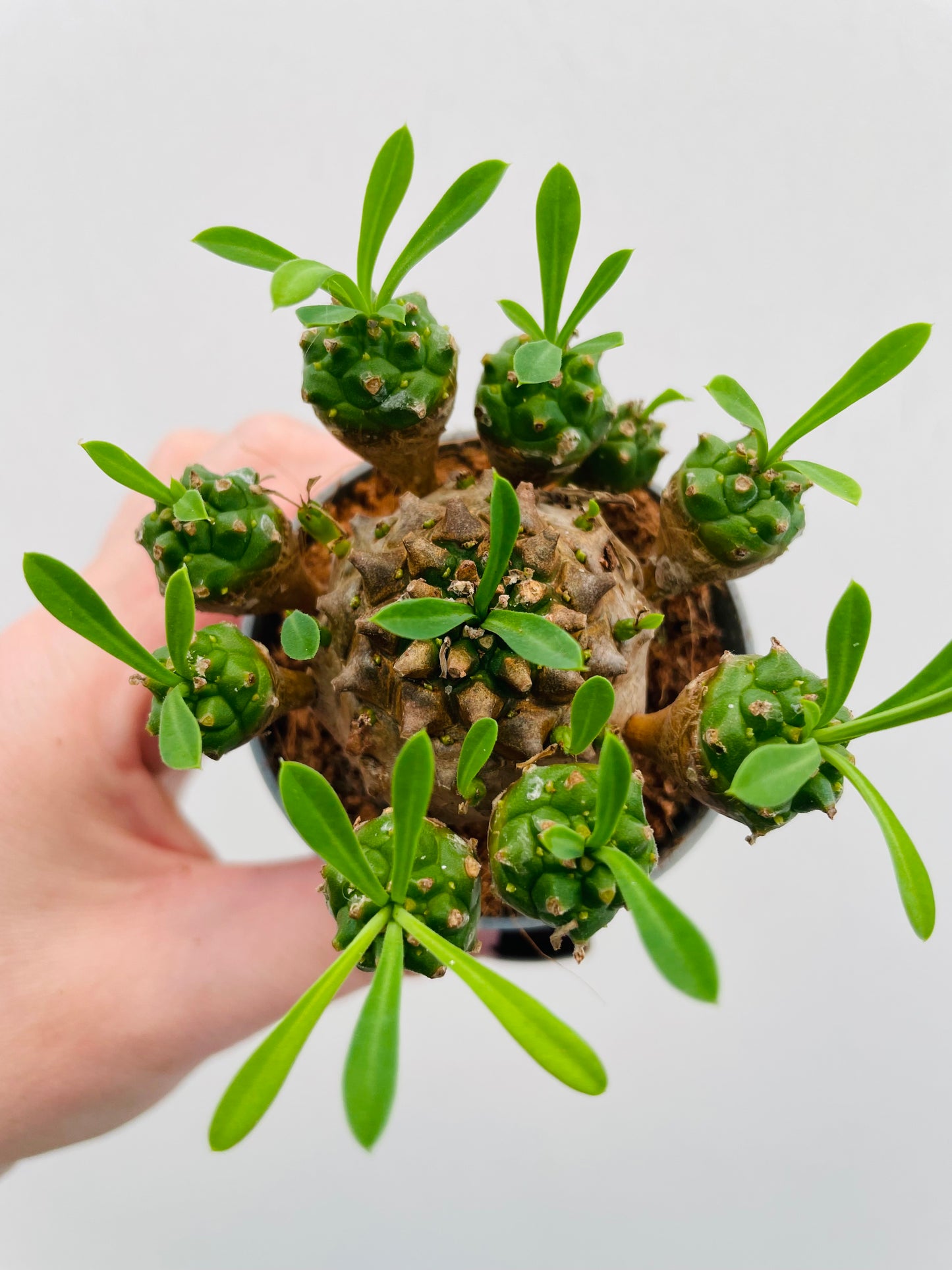 Euphorbia bupleurifolia x susannae