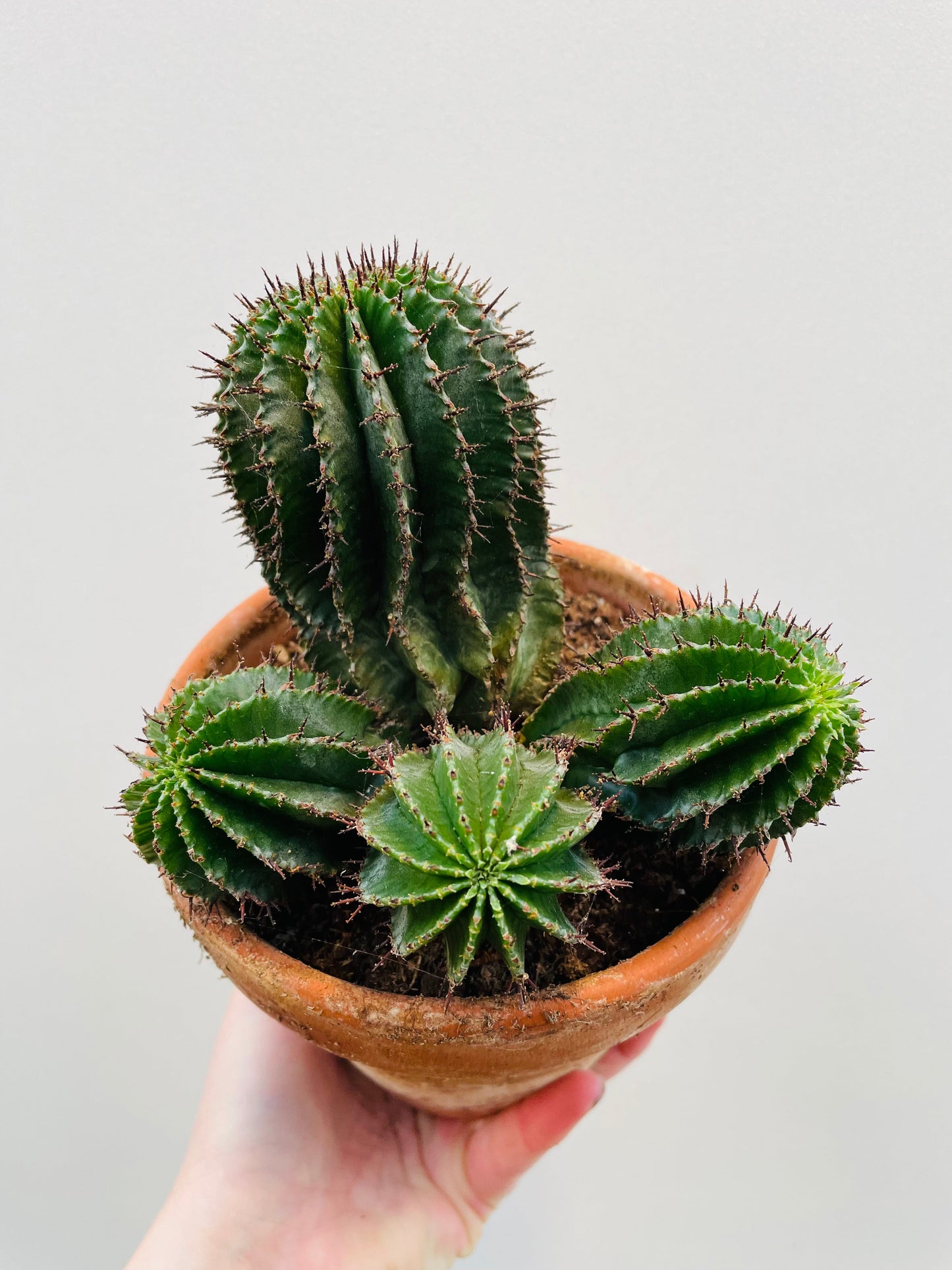 Bilde av Euphorbia horrida 12 cm terracotta potte-Spanne Plantesalg