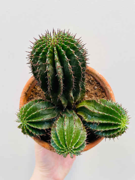 Bilde av Euphorbia horrida 12 cm terracotta potte-Spanne Plantesalg