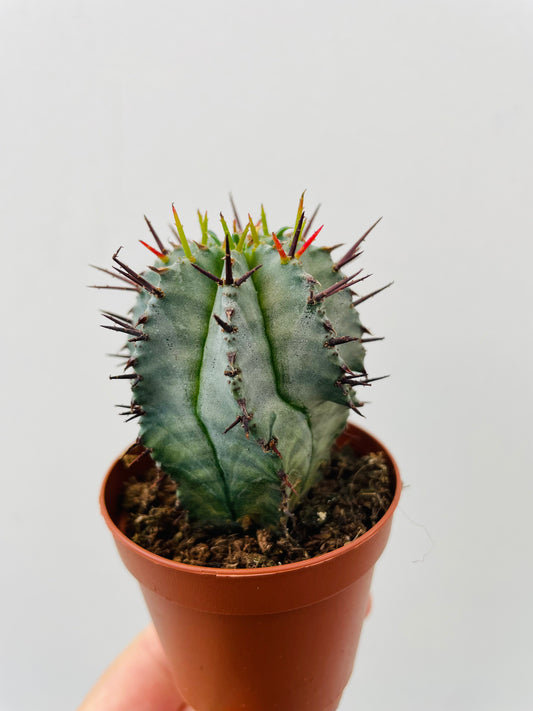 Euphorbia horrida