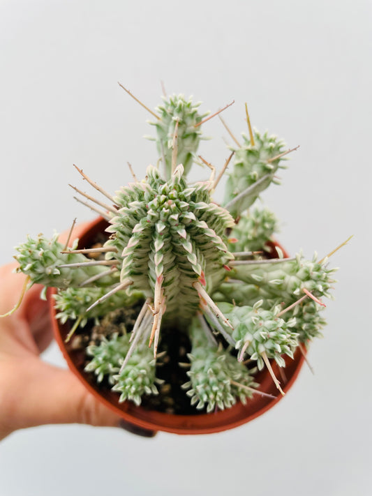 Bilde av Euphorbia mammillaris ‘Variegata’-Spanne Plantesalg