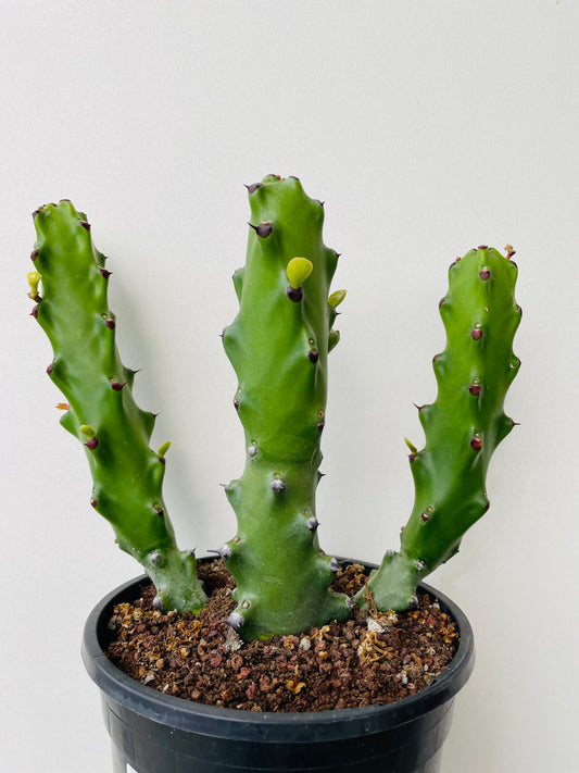 Bilde av Euphorbia canariensis-Spanne Plantesalg