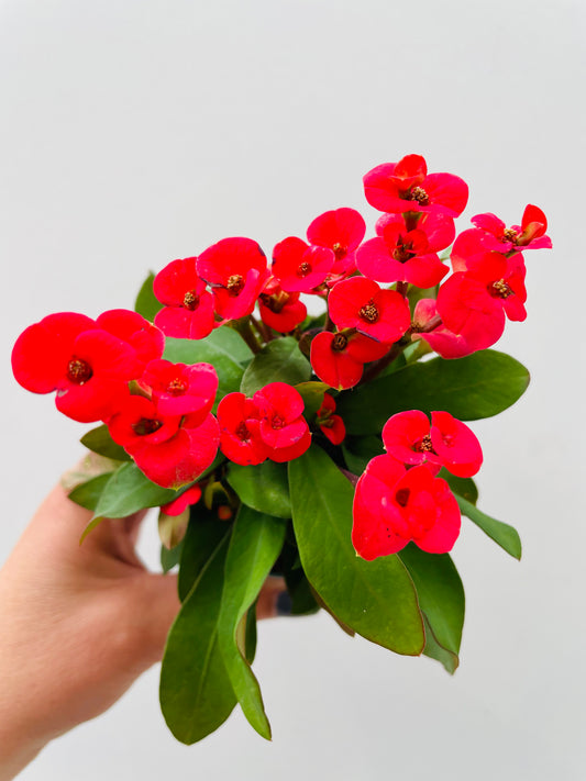 Bilde av Euphorbia milii-Spanne Plantesalg