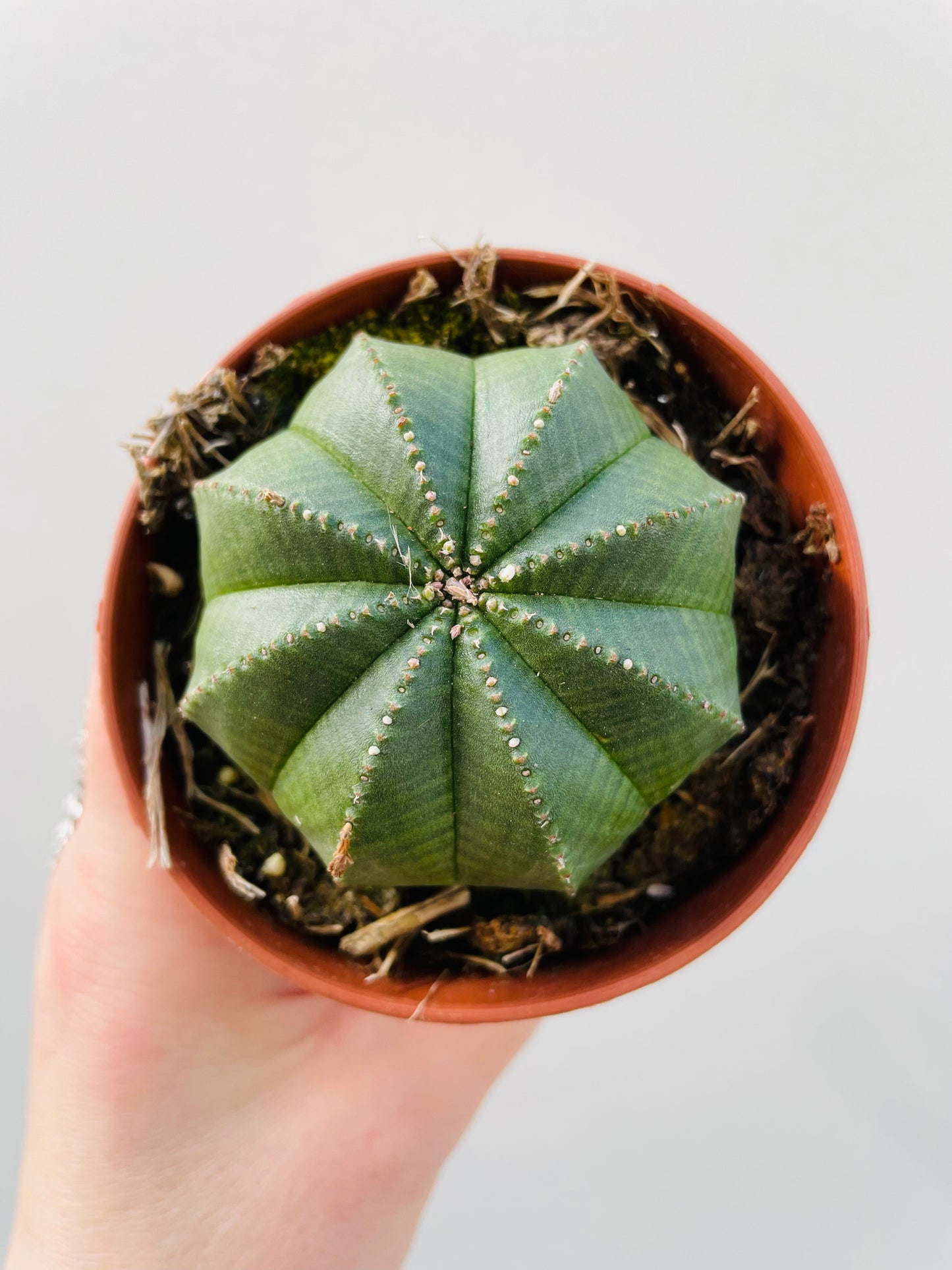 Bilde av Euphorbia obesa 8 cm-Spanne Plantesalg