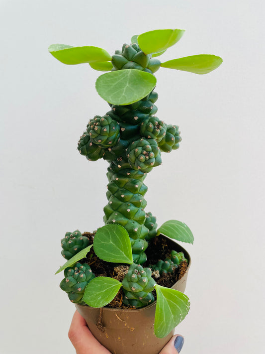 Bilde av Euphorbia ritchiei-Spanne Plantesalg