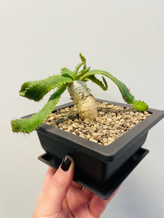 Bilde av Euphorbia stellata-Spanne Plantesalg