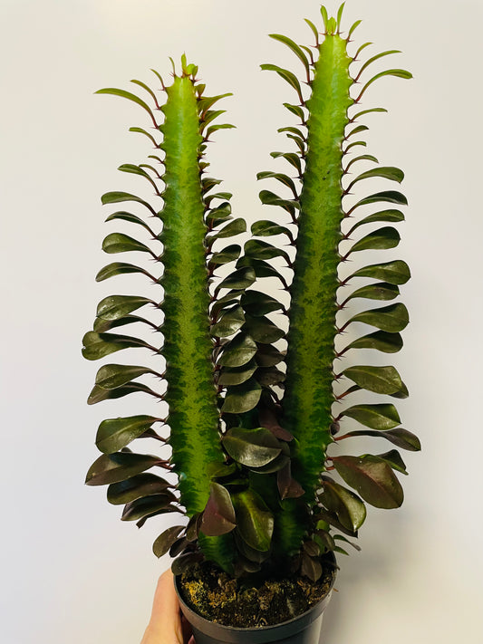 Bilde av Euphorbia trigona ‘Rubra’-Spanne Plantesalg