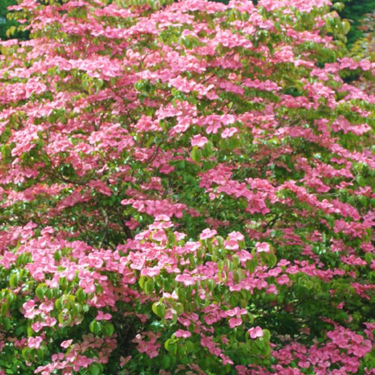 Bilde av Cornus kousa 'Heart Throb'-Spanne Plantesalg