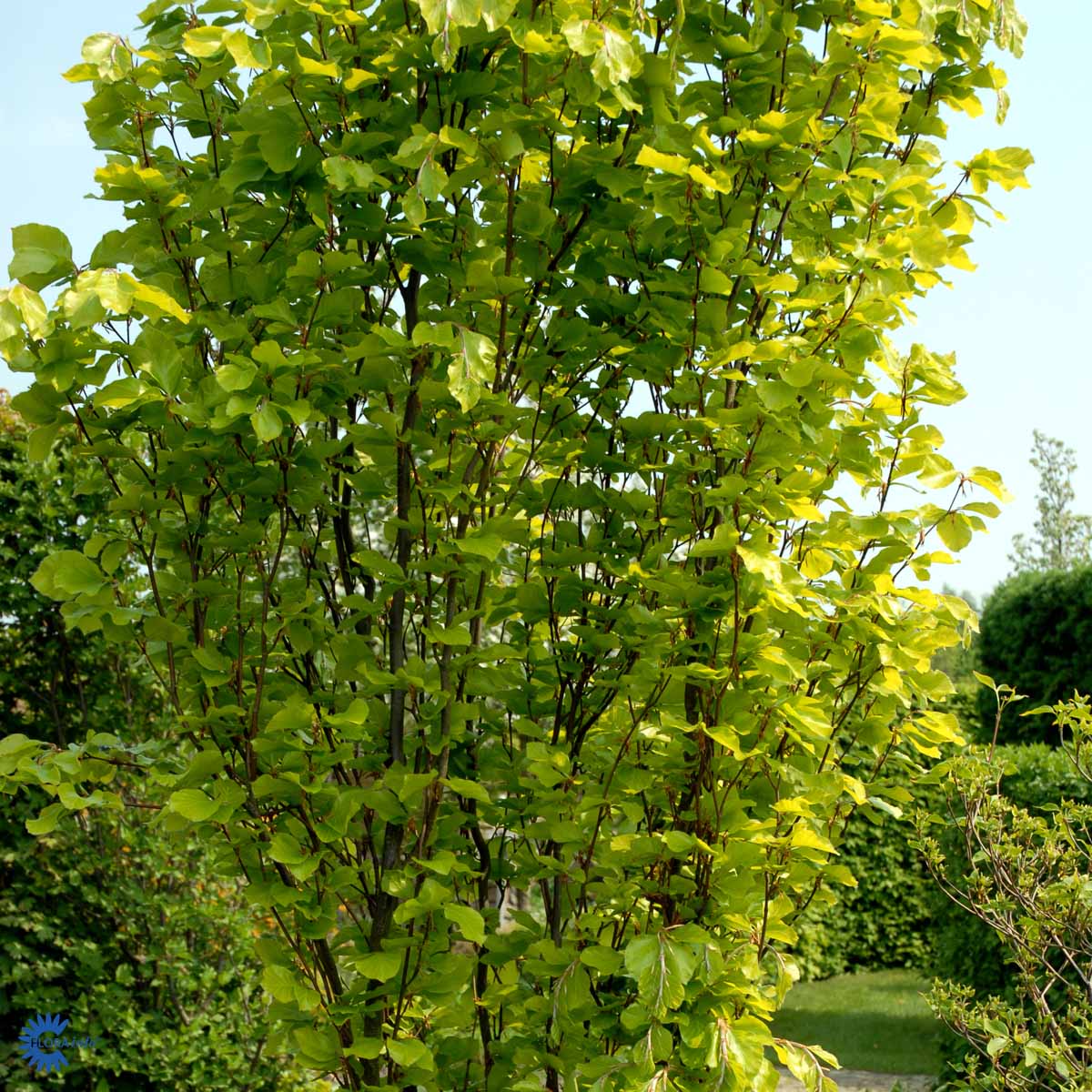 Bilde av Fagus sylvatica 'Dawyck Gold'-Spanne Plantesalg