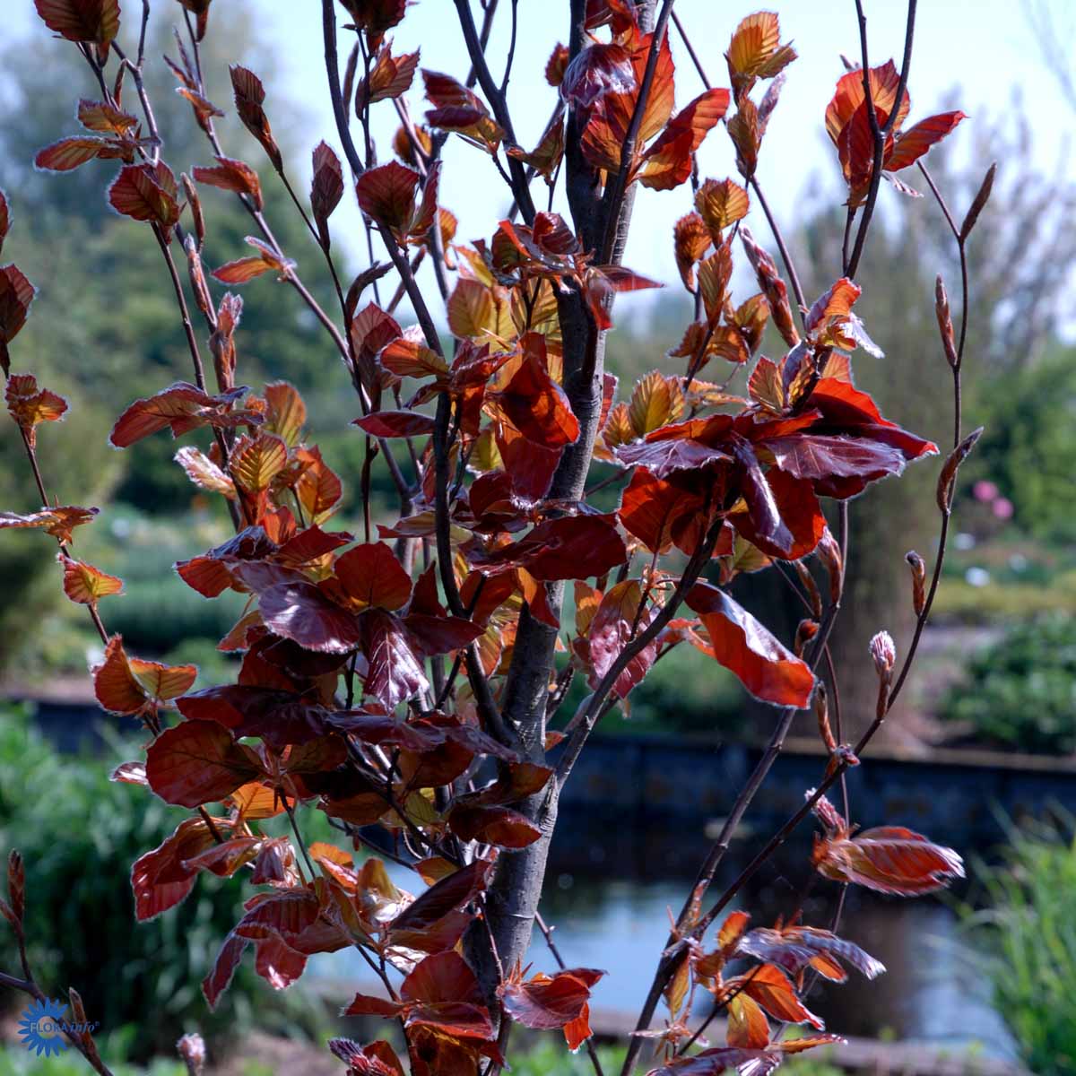 Bilde av Fagus sylvatica 'Dawyck Purple'-Spanne Plantesalg