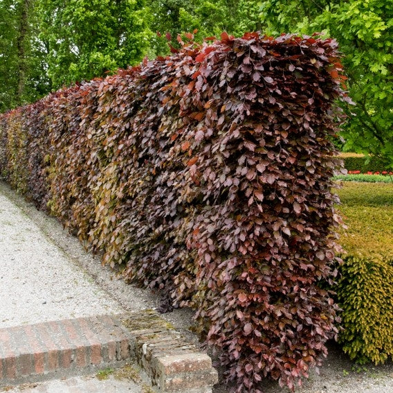 Bilde av Fagus Sylvatica Atropunicea-Spanne Plantesalg