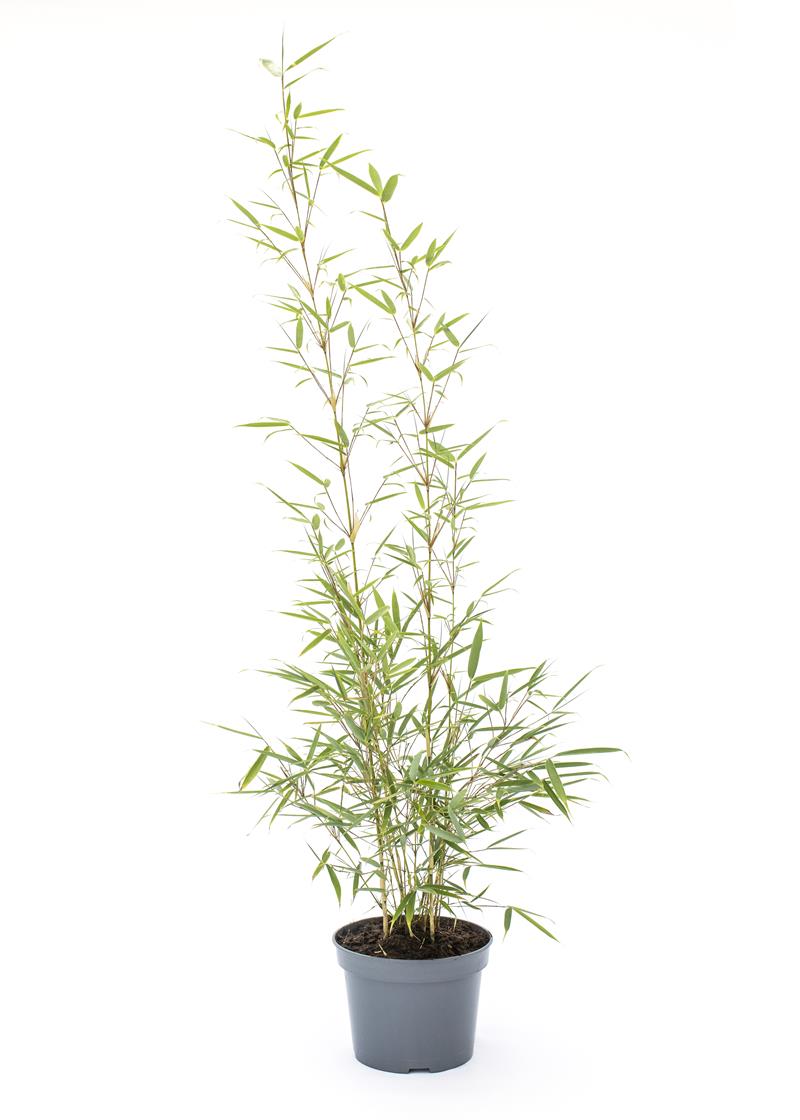 Bilde av FARGESIA MURIELAE 'CAMPBELL'-Spanne Plantesalg