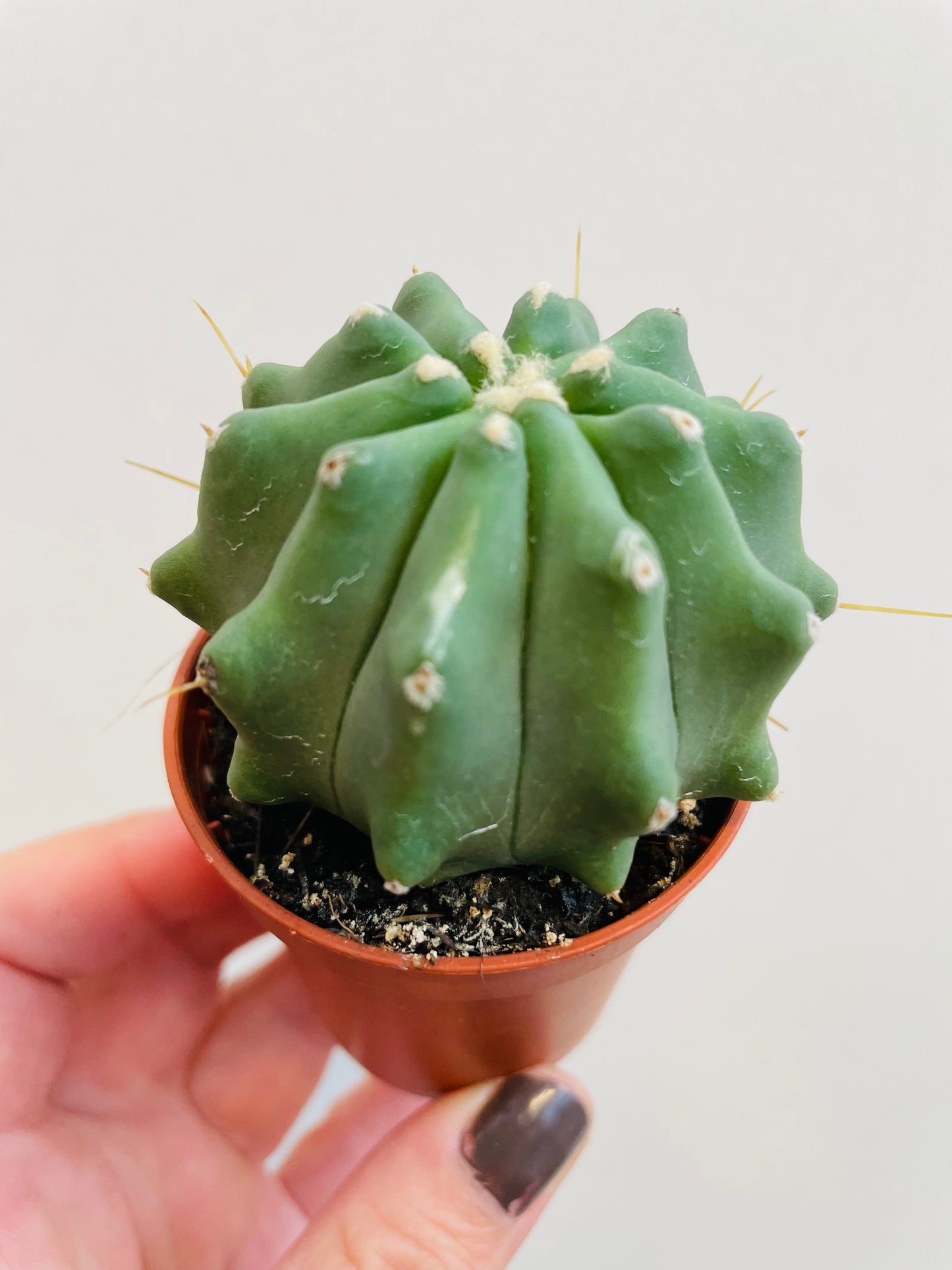 Bilde av Ferocactus glaucescens inermis-Spanne Plantesalg