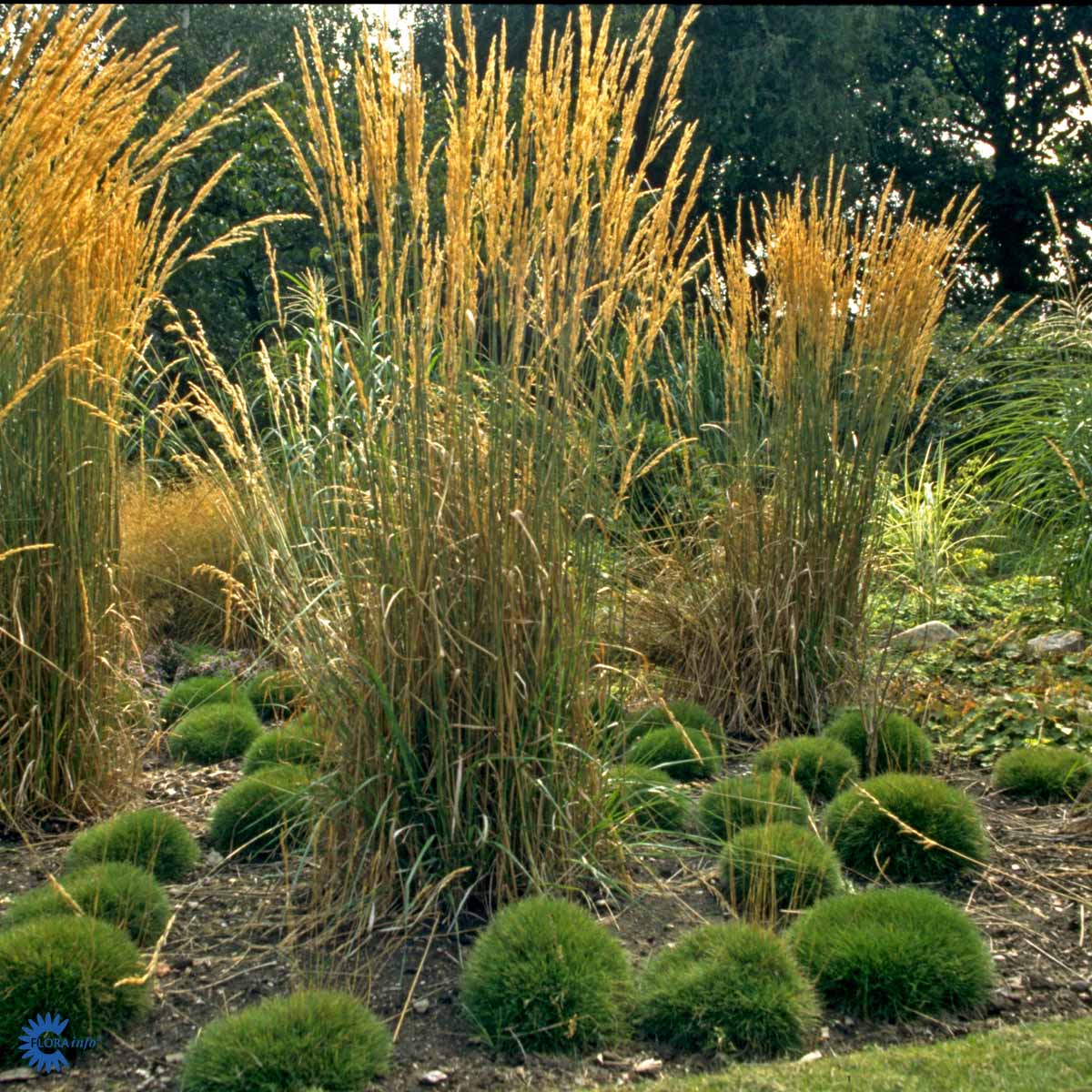 Bilde av Festuca gautieri-Spanne Plantesalg