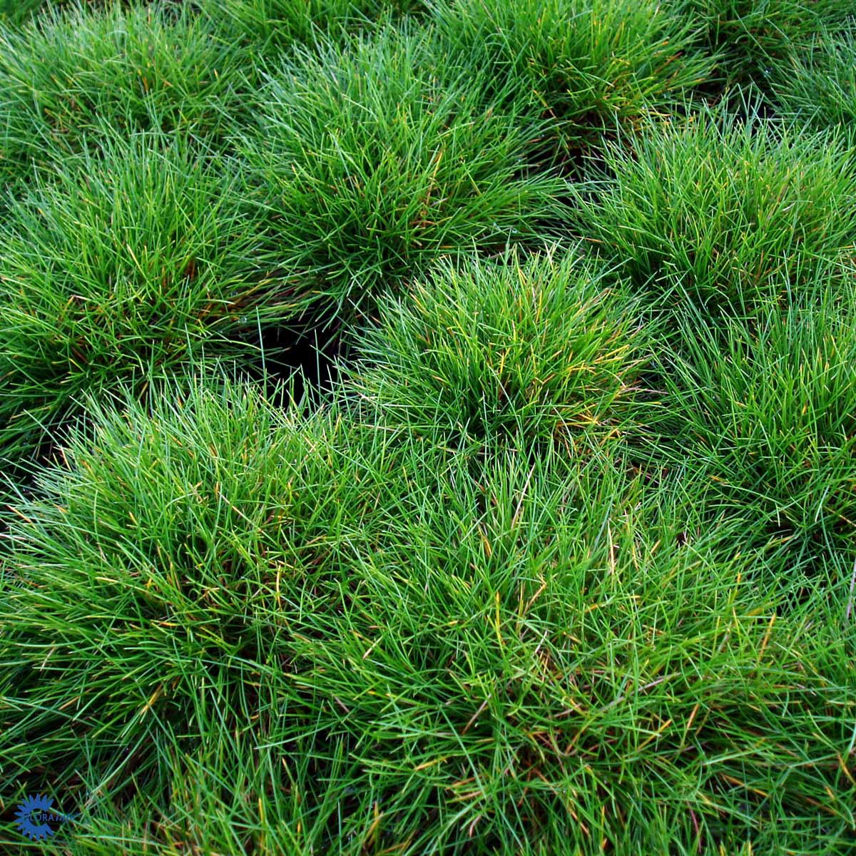 Bilde av Festuca ovina-Spanne Plantesalg