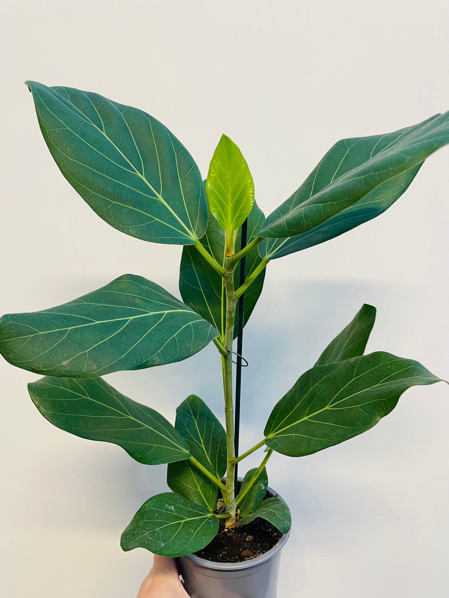 Bilde av Ficus benghalensis ‘Audrey’-Spanne Plantesalg