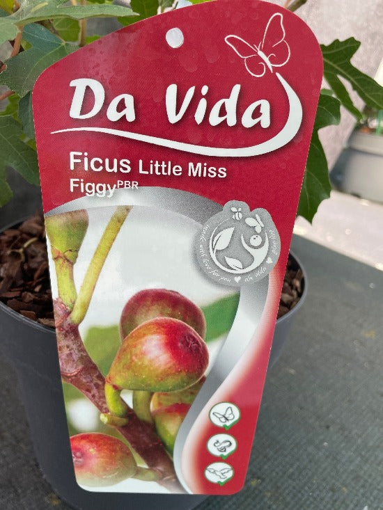 Bilde av Ficus car. Little Miss Figgy-Spanne Plantesalg
