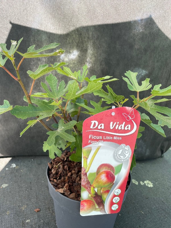 Bilde av Ficus car. Little Miss Figgy-Spanne Plantesalg