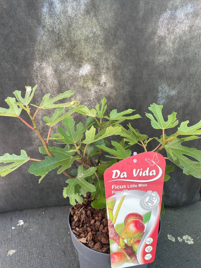 Bilde av Ficus car. Little Miss Figgy-Spanne Plantesalg