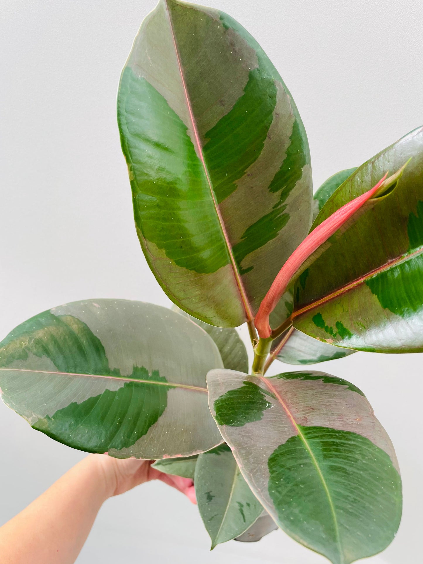 Bilde av Ficus elastica ‘Pink Camouflage’-Spanne Plantesalg