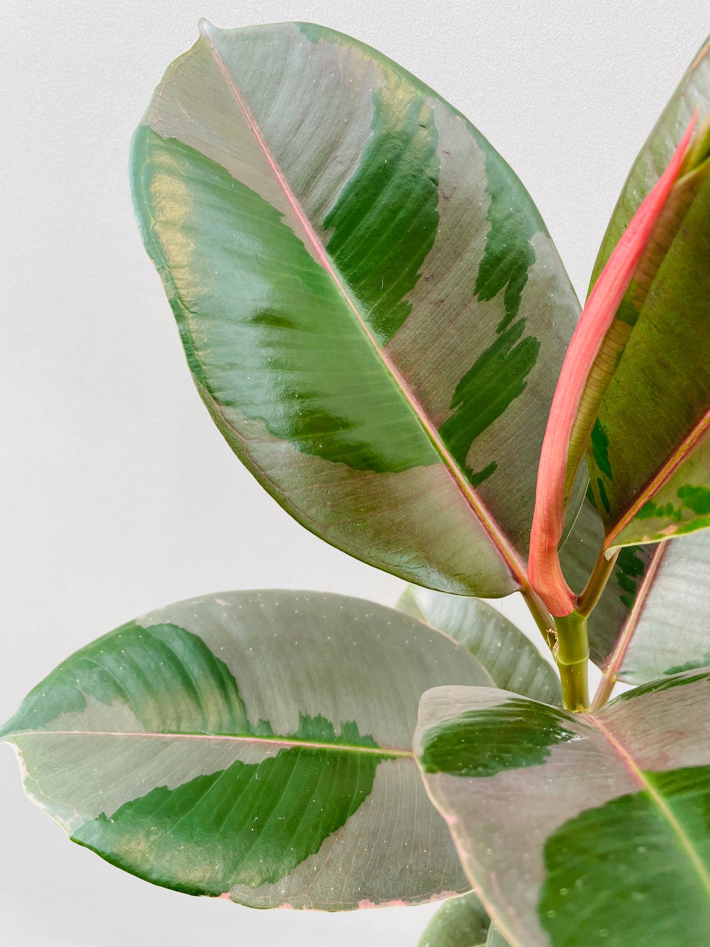 Bilde av Ficus elastica ‘Pink Camouflage’-Spanne Plantesalg