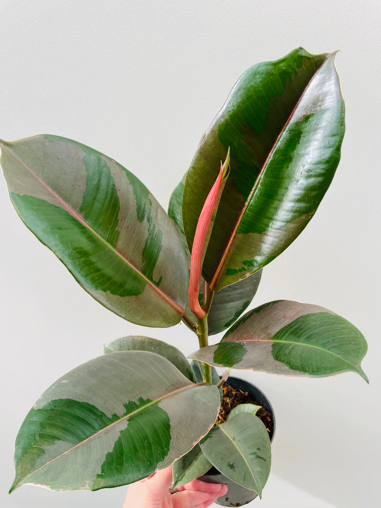 Bilde av Ficus elastica ‘Pink Camouflage’-Spanne Plantesalg