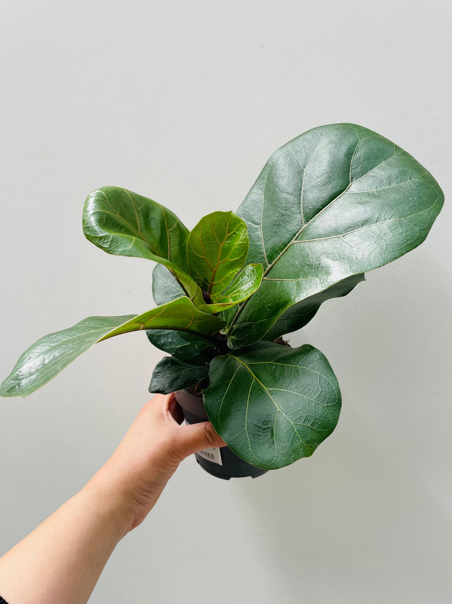 Bilde av Ficus lyrata 12 cm potte-Spanne Plantesalg