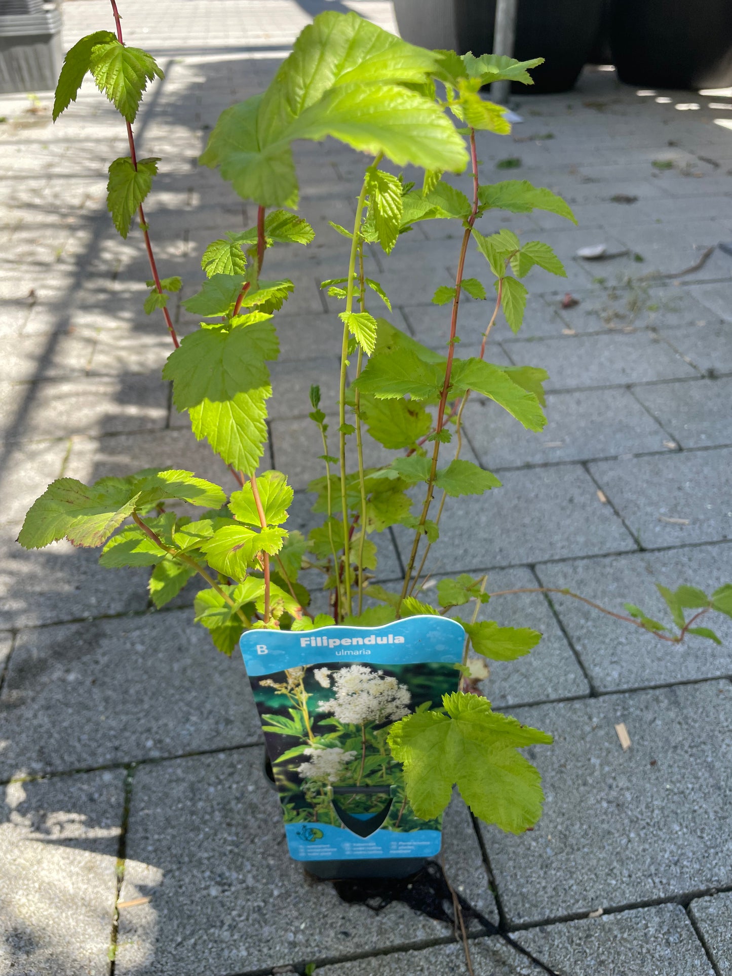 Bilde av Filipendula ulmaria-Spanne Plantesalg