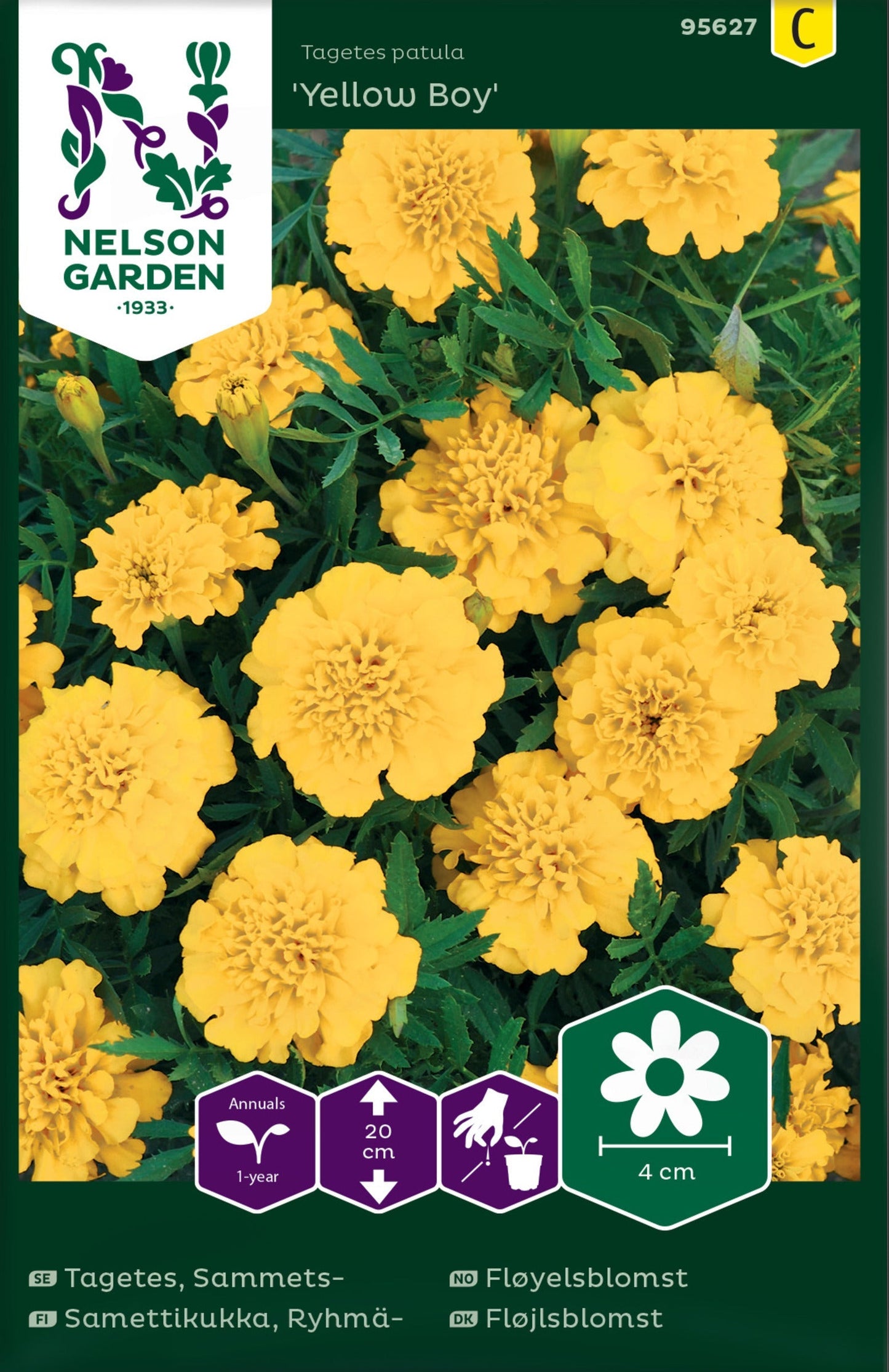 Bilde av Fløyelsblomst, Yellow Boy, lav-Spanne Plantesalg
