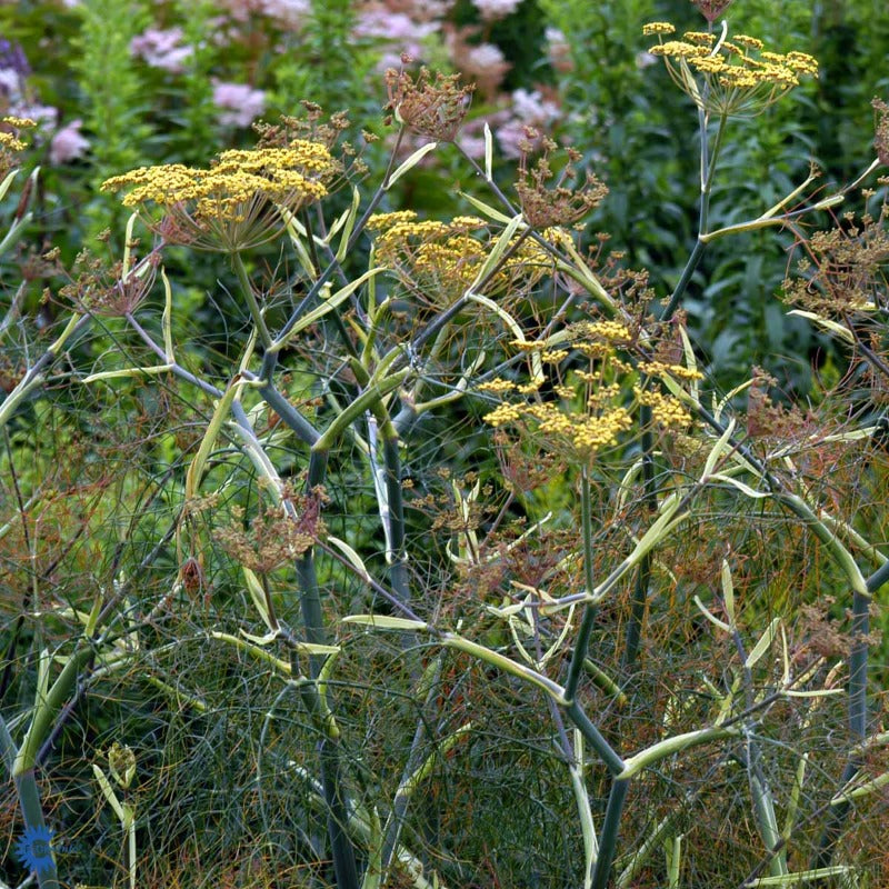Bilde av Foeniculum vulgare 'Giant Bronze'-Spanne Plantesalg