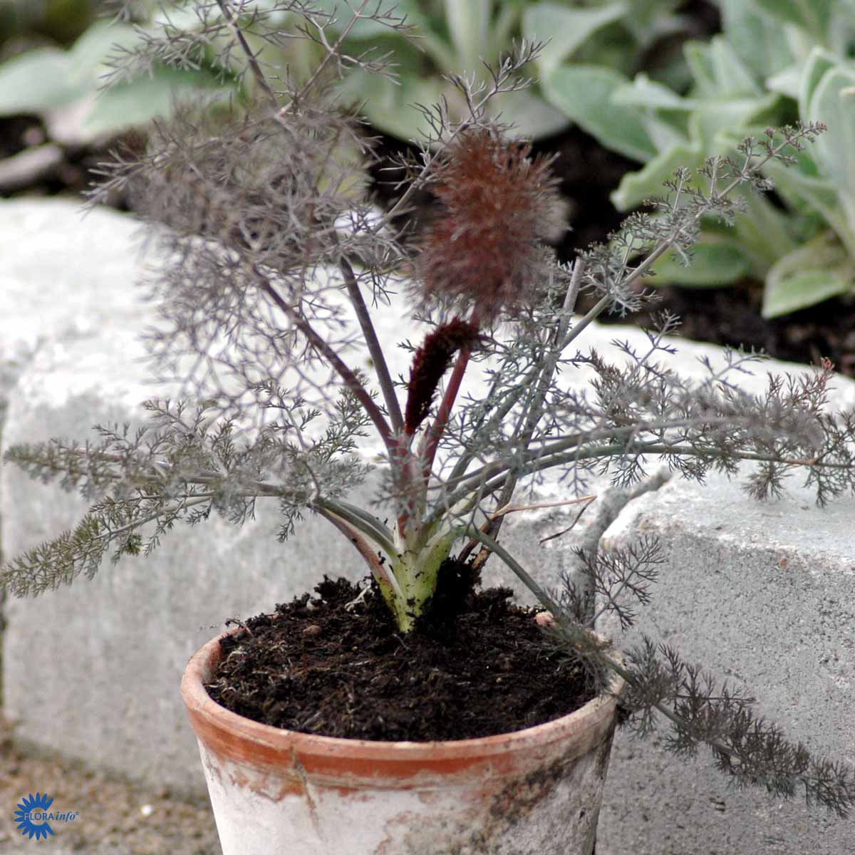 Bilde av Foeniculum vulgare 'Purpureum'-Spanne Plantesalg