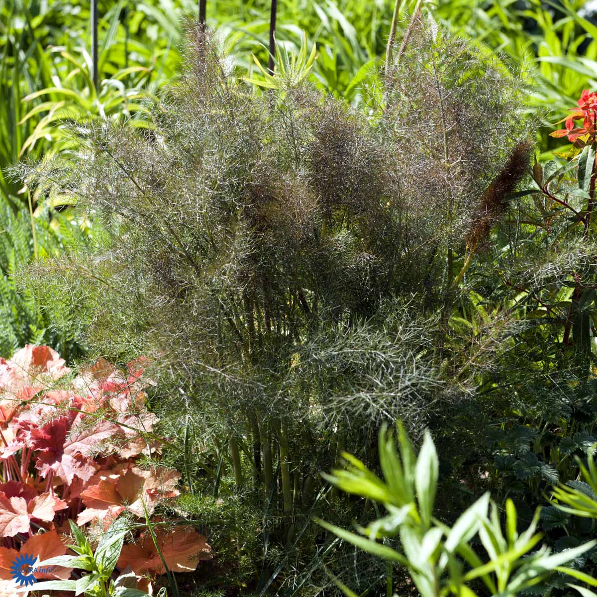 Bilde av Foeniculum vulgare 'Purpureum'-Spanne Plantesalg