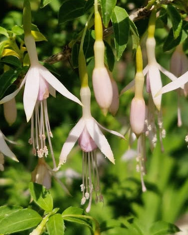 Bilde av Fuchsia 'Sharpitor'-Spanne Plantesalg