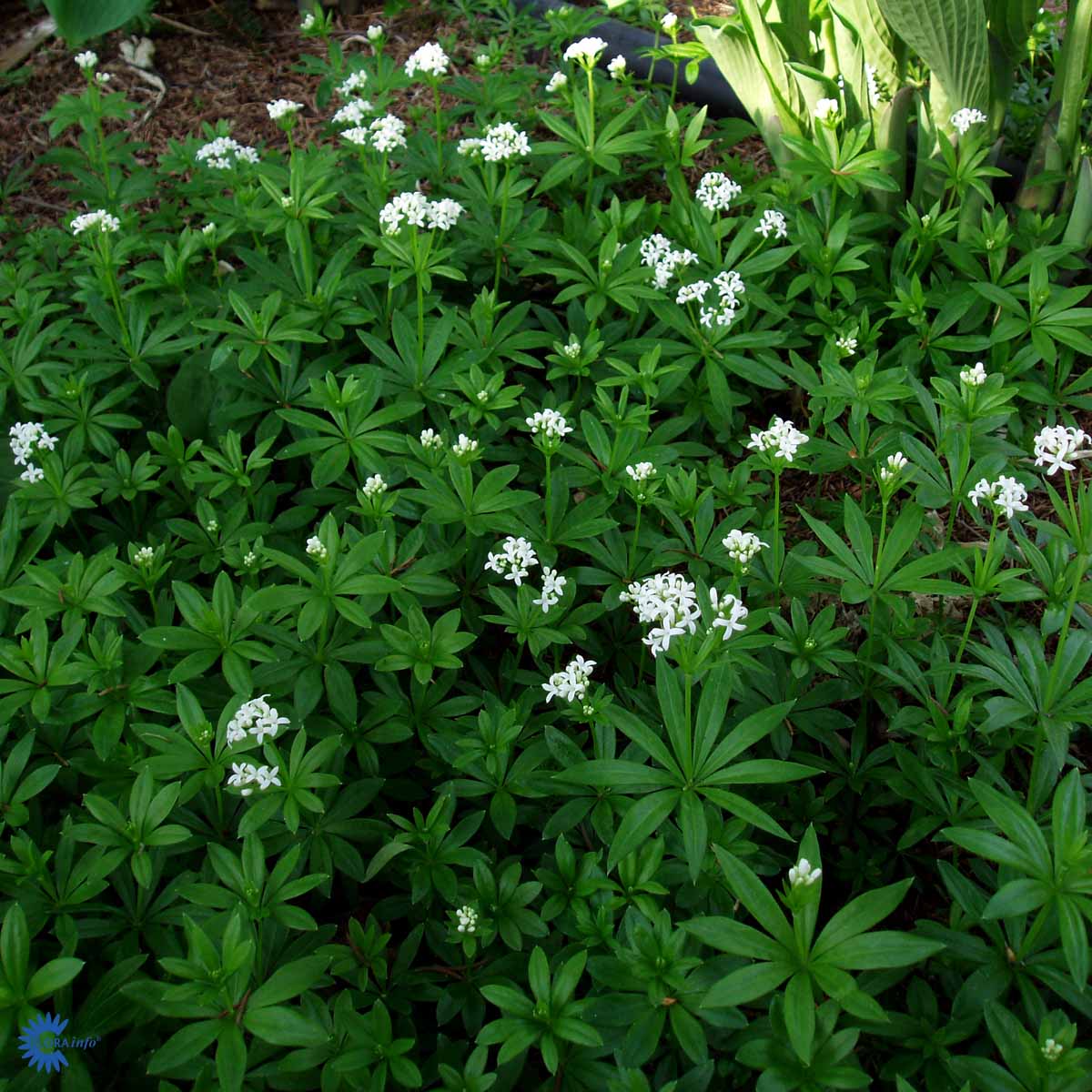 Bilde av Galium odoratum-Spanne Plantesalg