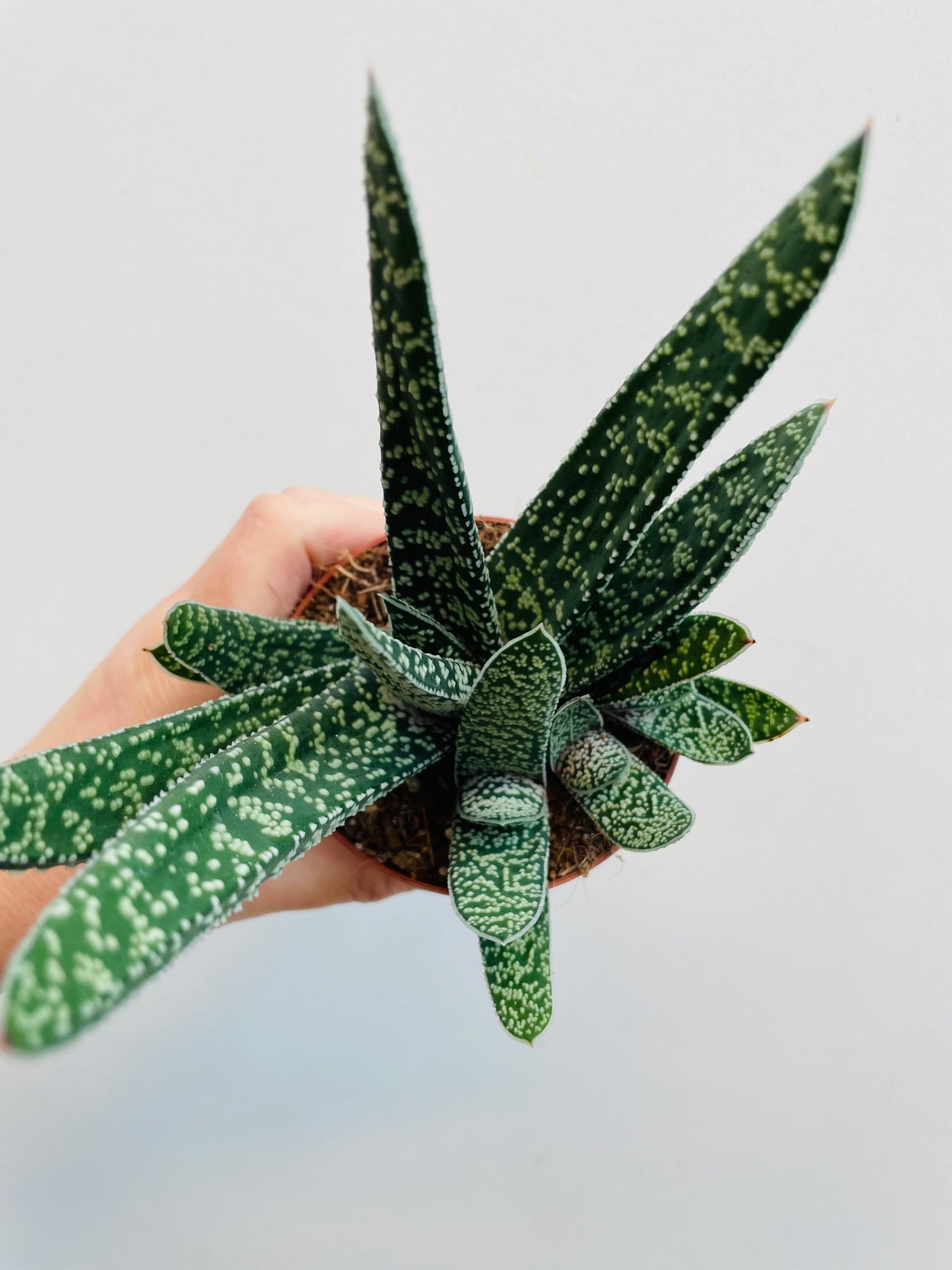 Bilde av Gasteria carinata ‘Big Ben’-Spanne Plantesalg