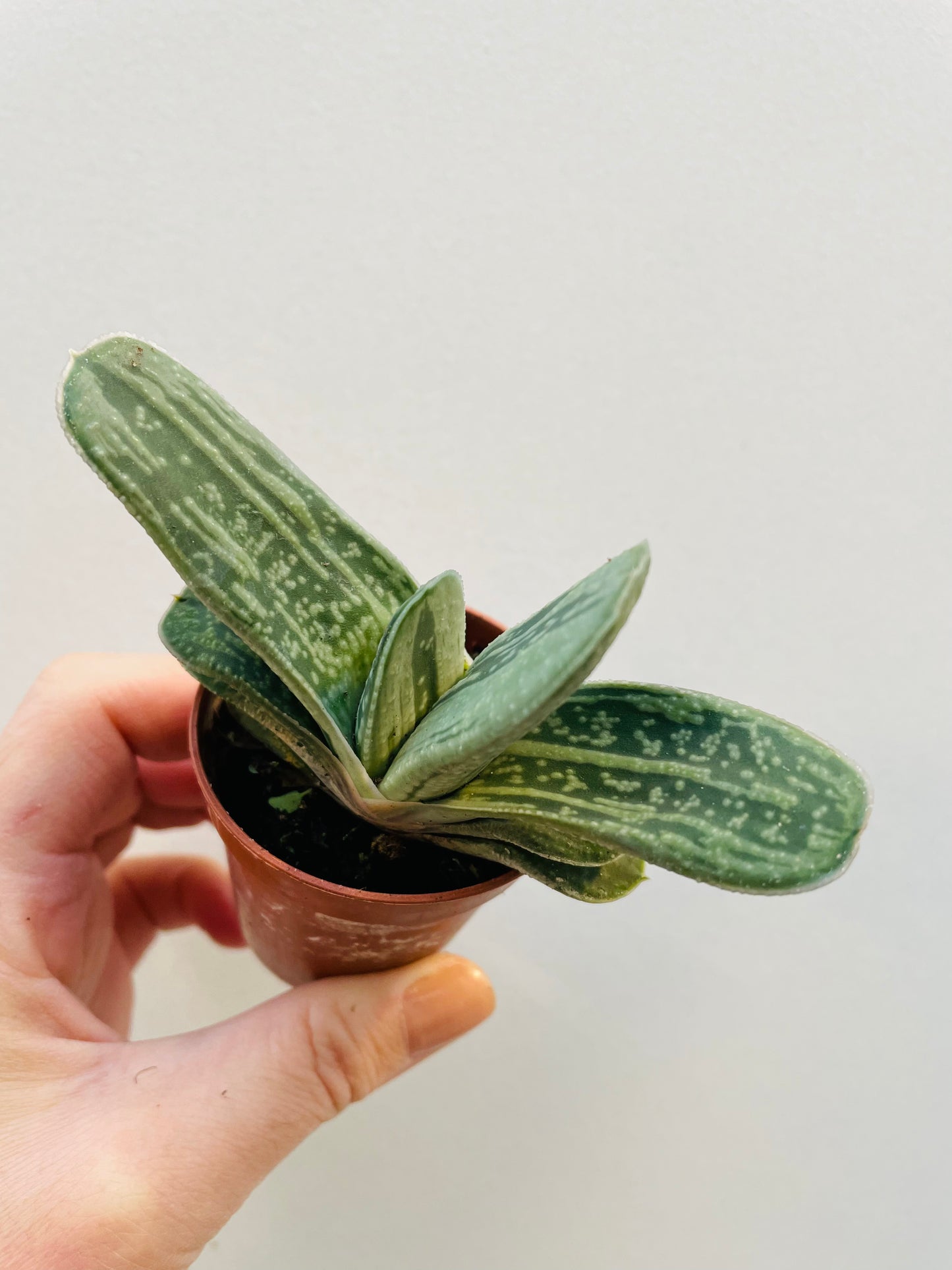 Bilde av Gasteria gracilis-Spanne Plantesalg