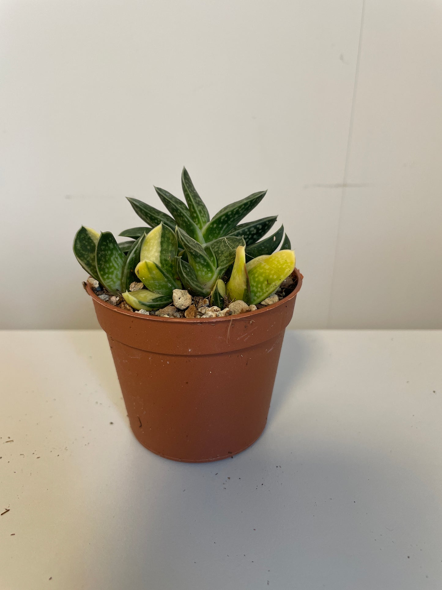 Bilde av Gasteria Verrucosa variegata-Spanne Plantesalg