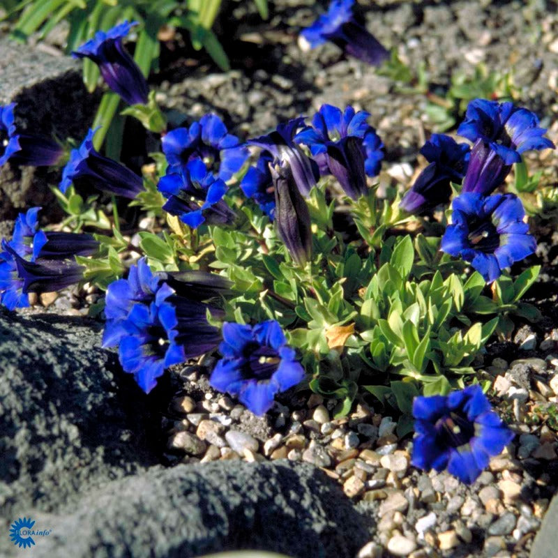 Bilde av Gentiana acaulis-Spanne Plantesalg
