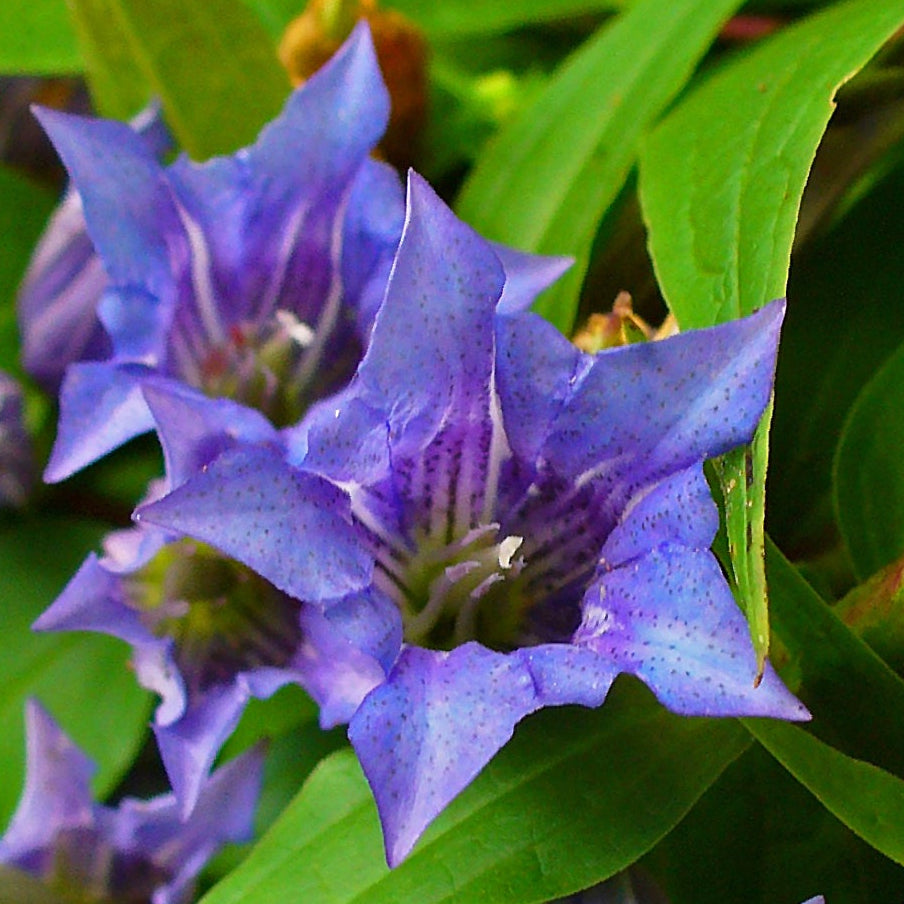 Bilde av Gentiana asclepiadea-Spanne Plantesalg