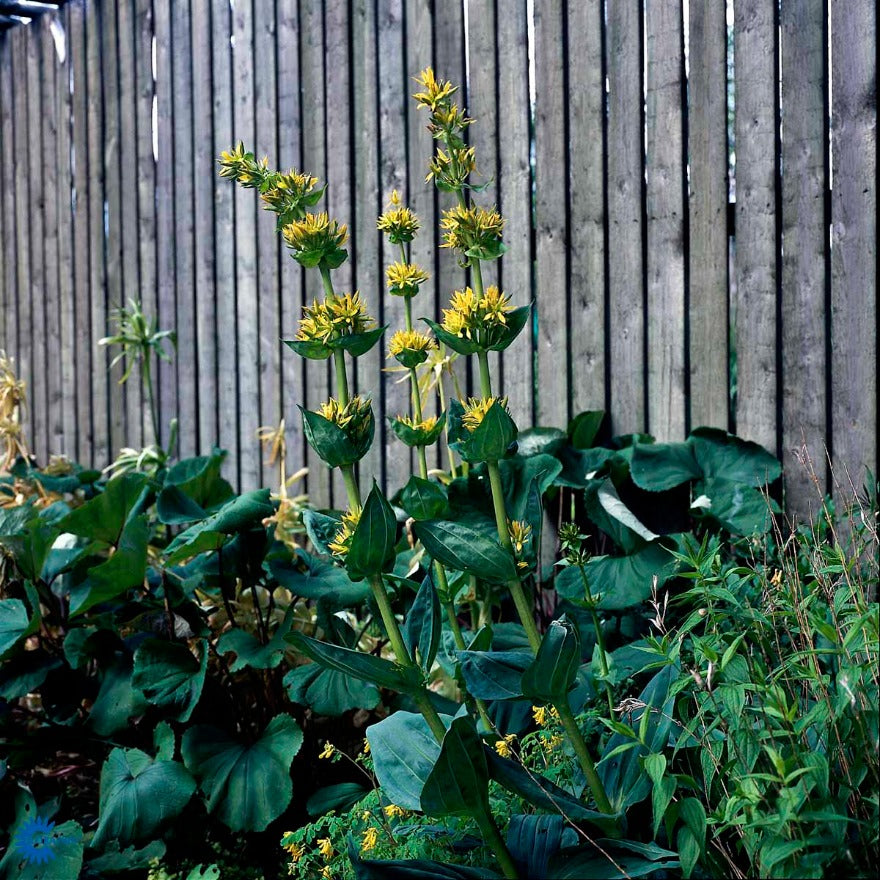 Bilde av Gentiana lutea-Spanne Plantesalg