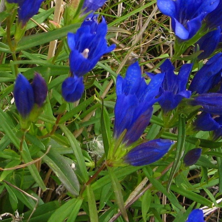 Bilde av Gentiana pneumonanthe-Spanne Plantesalg