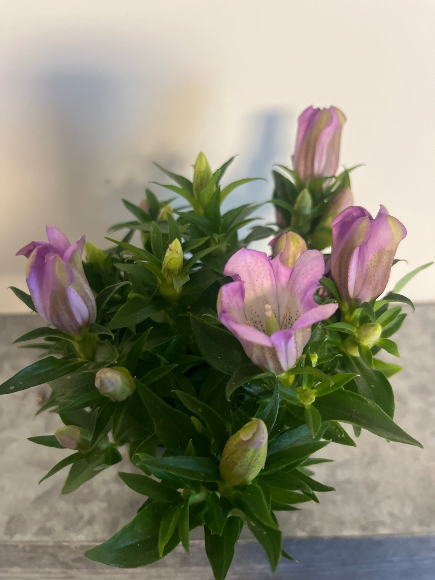 Bilde av GENTIANA SCABRA 'PINK ETERNITY'-Spanne Plantesalg