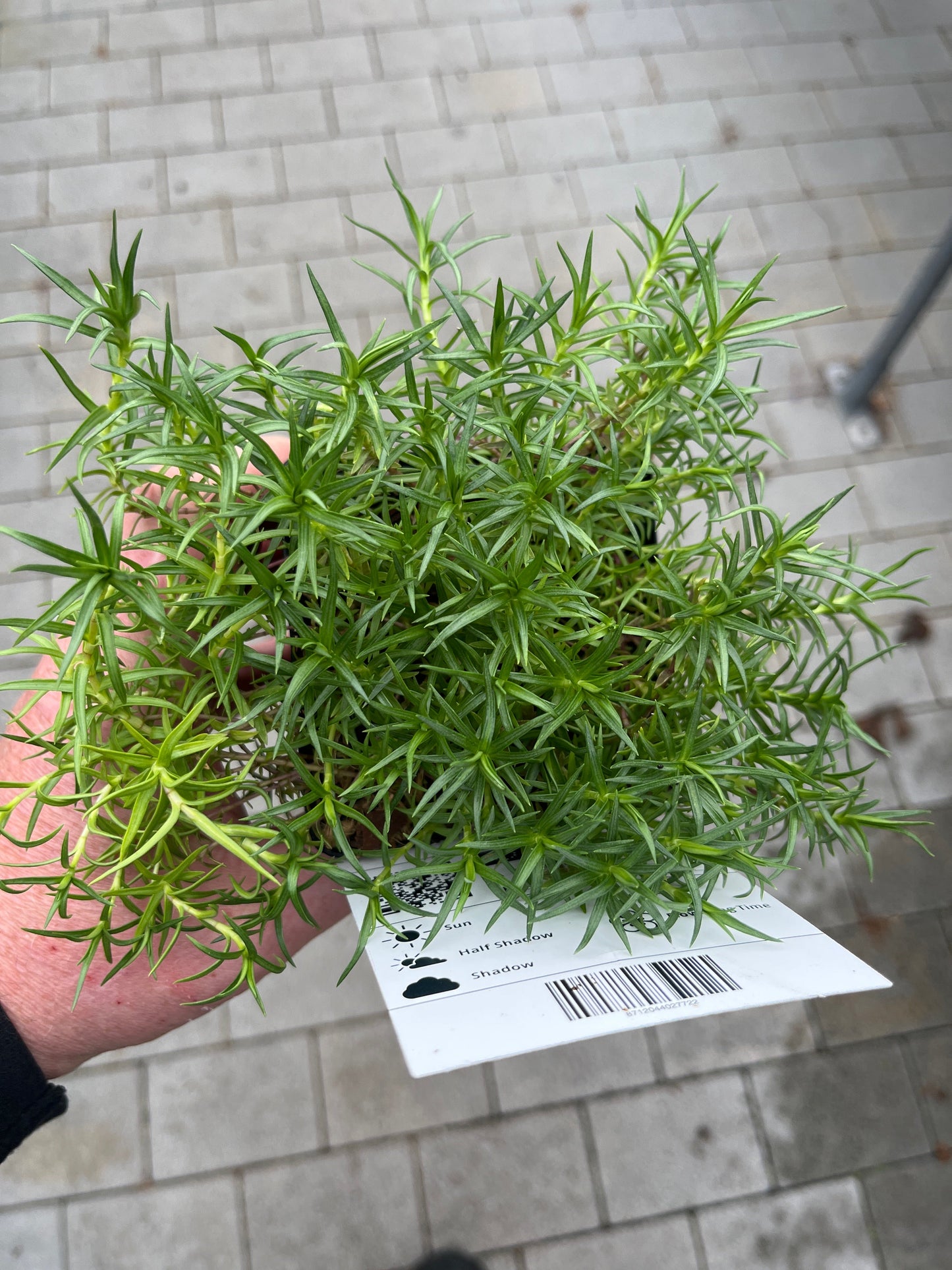 Bilde av Gentiana sino-ornata-Spanne Plantesalg