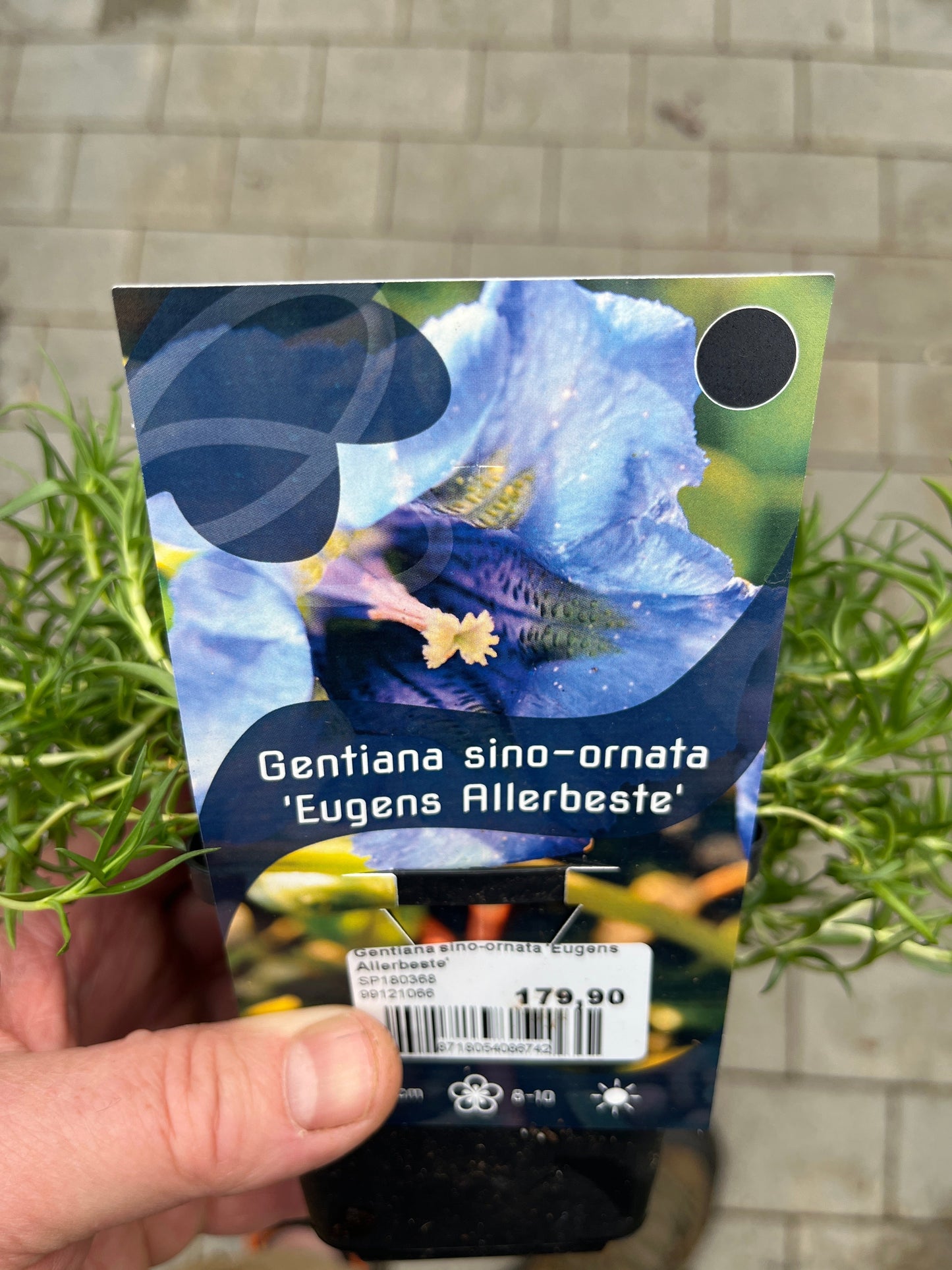 Bilde av Gentiana sino-ornata 'Eugens Allerbeste'-Spanne Plantesalg