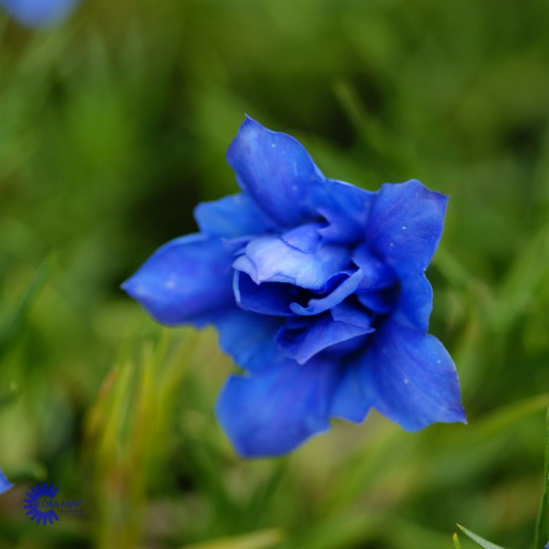 Bilde av Gentiana sino-ornata 'Eugens Allerbeste'-Spanne Plantesalg