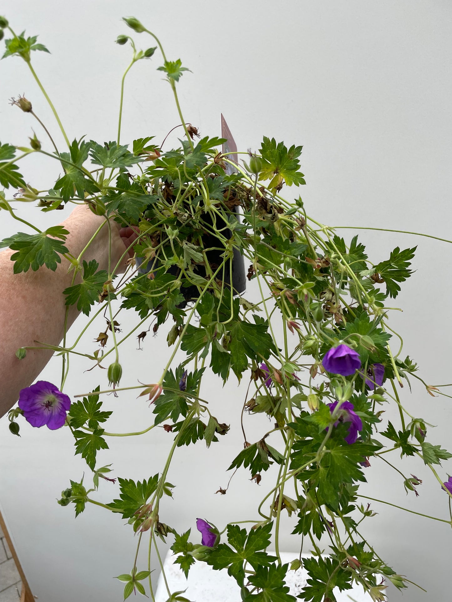 GERANIUM AZURE RUSH®
