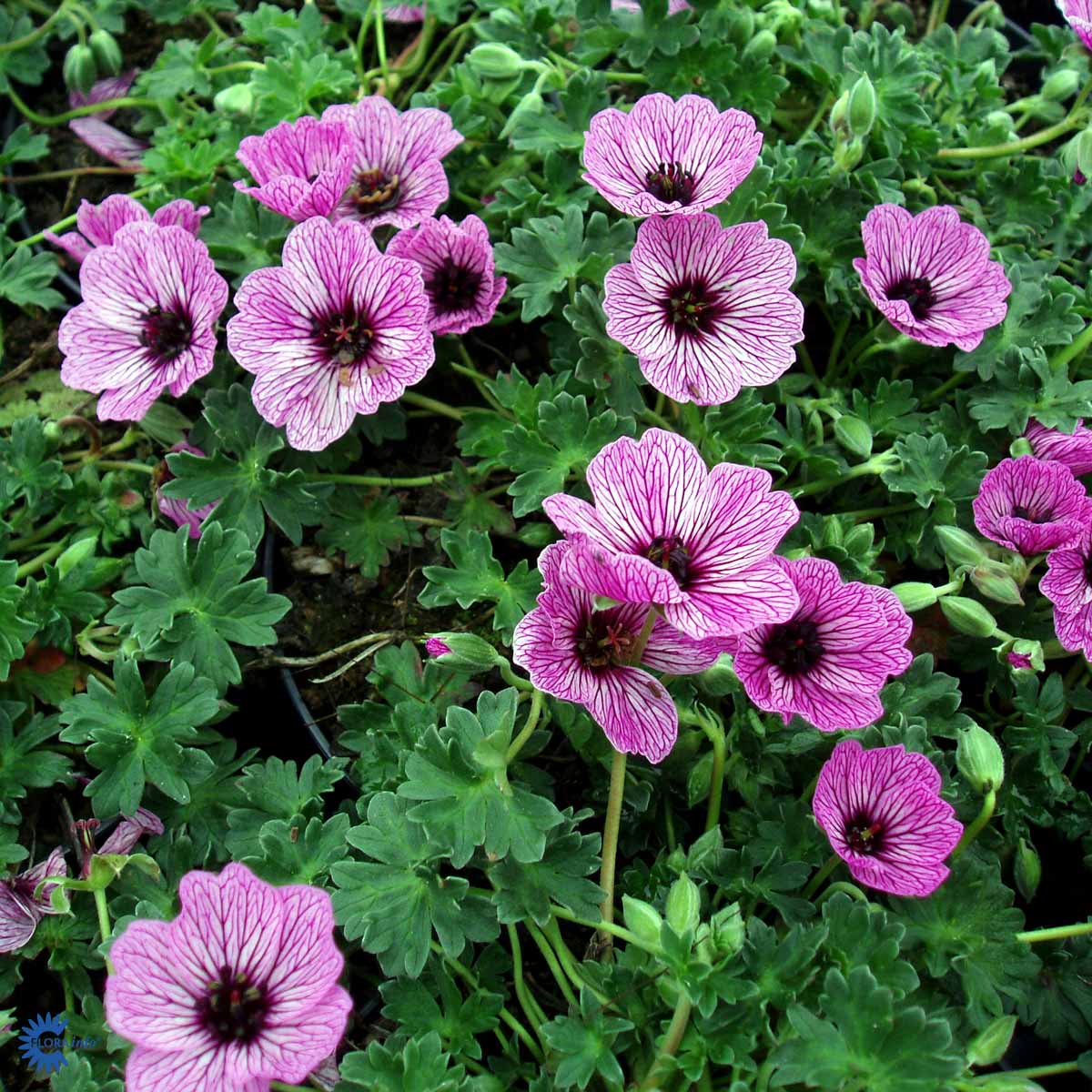 Bilde av Geranium cin. 'Ballerina'-Spanne Plantesalg
