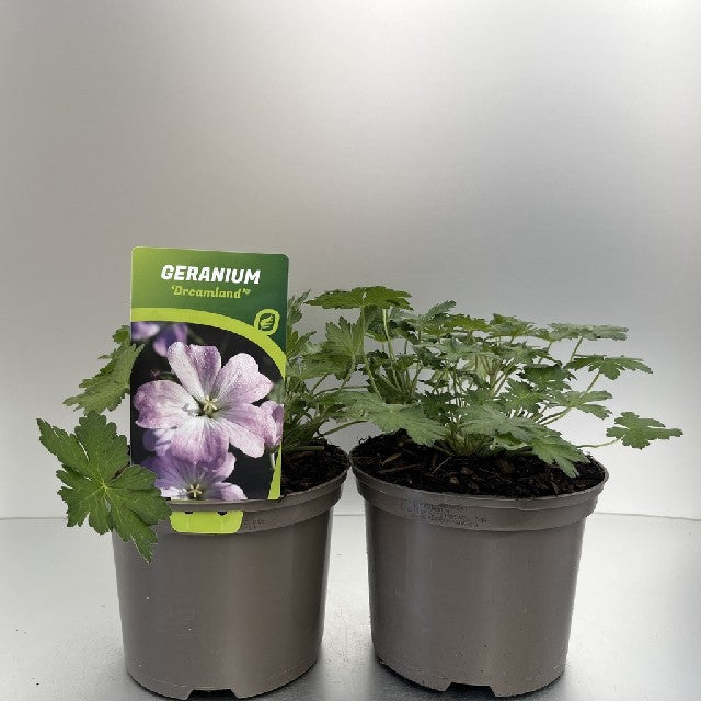 Bilde av GERANIUM DREAMLAND®-Spanne Plantesalg
